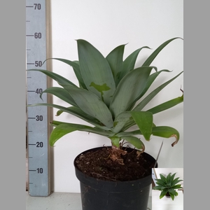 AGAVE OV