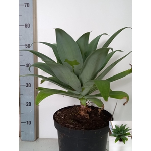 AGAVE OV