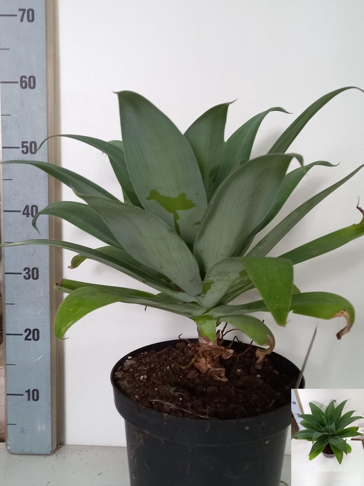 <h4>AGAVE OV</h4>