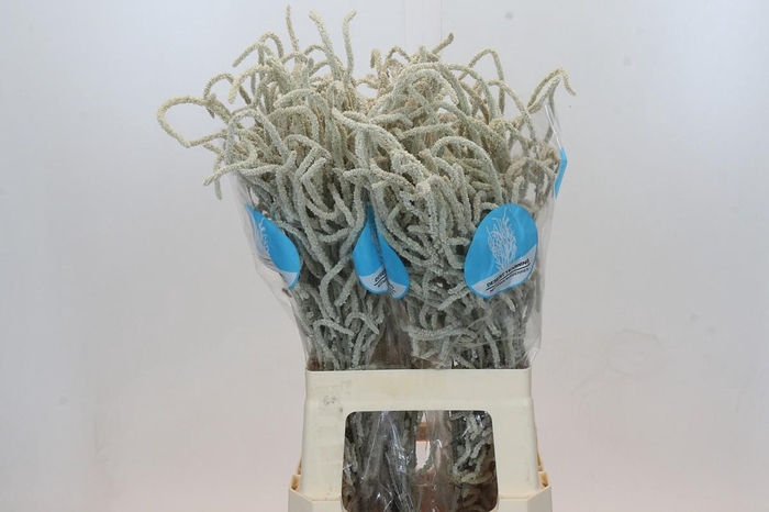 <h4>Amaranthus Yearming Desert</h4>