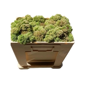 SEDUM SPECTABILE
