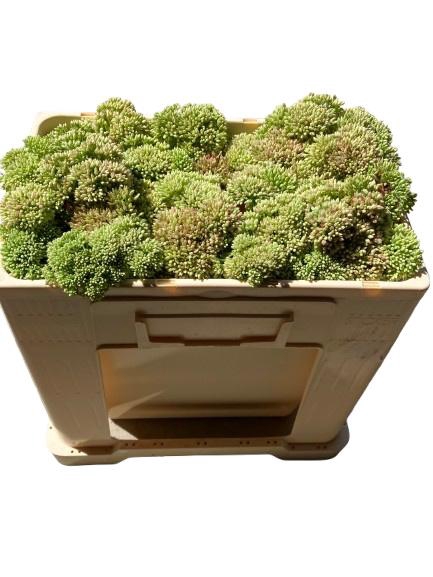 <h4>SEDUM SPECTABILE</h4>