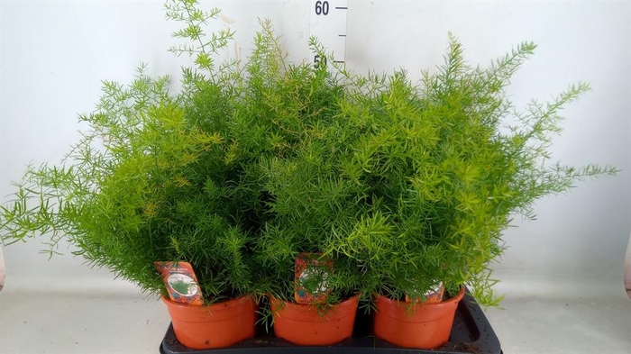 <h4>Asparagus dens. 'Sprengeri'</h4>