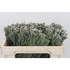 Kaaps Groen Silver Brunia