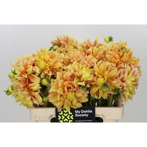 DAHLIA OVERIG DAHLIA TYREL
