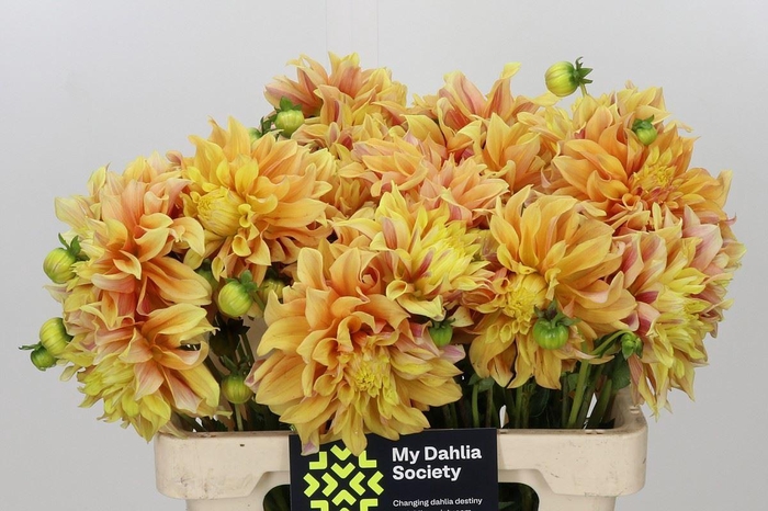 <h4>DAHLIA OVERIG DAHLIA TYREL</h4>