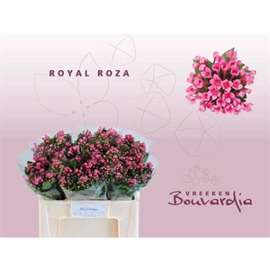 Bouvardia en Royal Roza