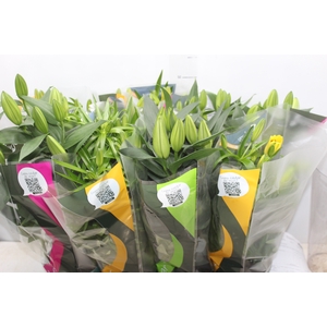 LIRIO VARIADO P15