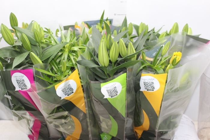 <h4>LIRIO VARIADO P15</h4>