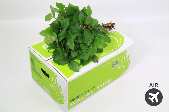 <h4>Salal Tips Green Ocean (air)</h4>