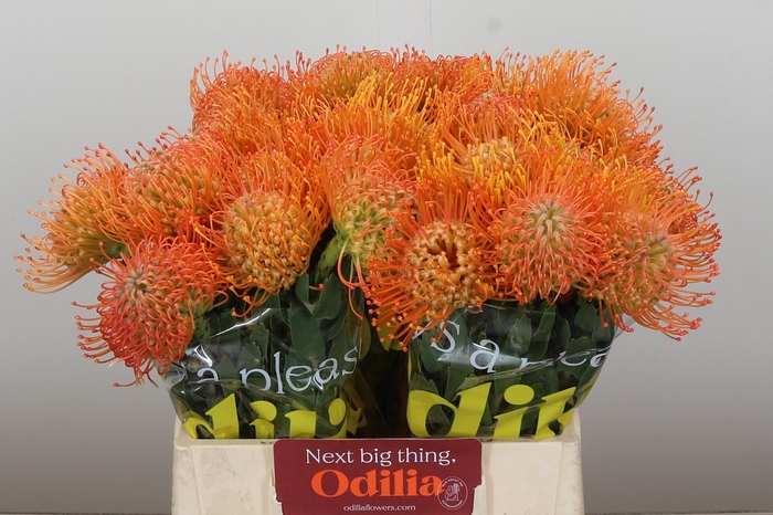 <h4>Nutans Queen Julia</h4>