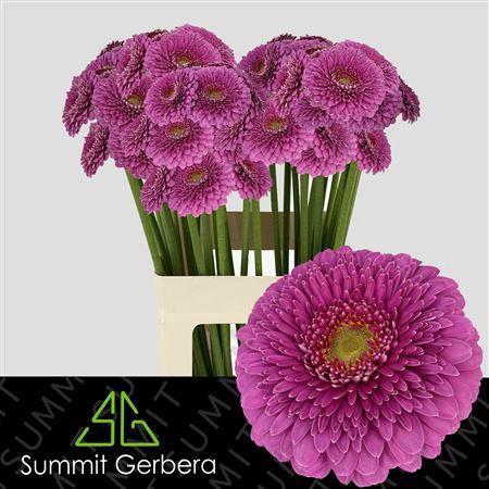 <h4>GE MI POM SNUFFY XXL</h4>
