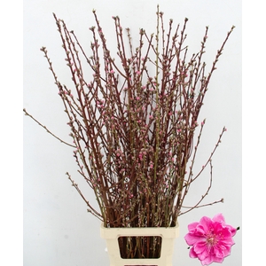PERZIKBLOESEM DOUBLE PINK PER BUNCH 100CM