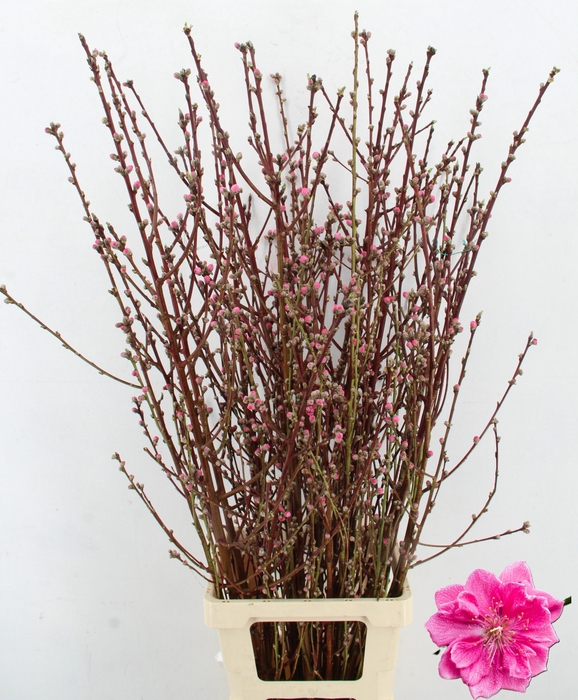 <h4>PERZIKBLOESEM DOUBLE PINK PER BUNCH 100CM</h4>