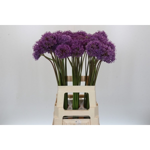 Allium Gladiator