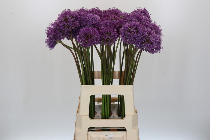 Allium Gladiator