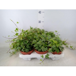 Hedera helix 'Mona Lisa'