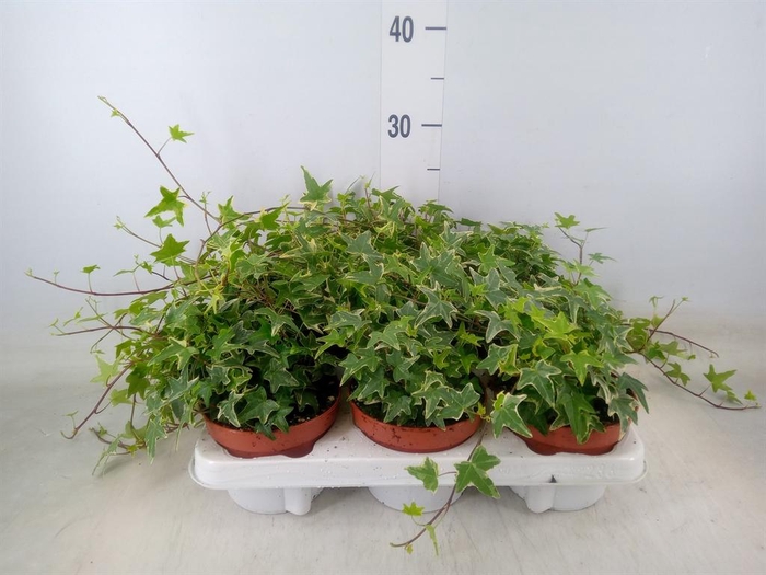 <h4>Hedera helix 'Mona Lisa'</h4>