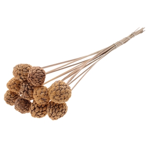 Atta Fruit on stem Intense Frosted Salmon