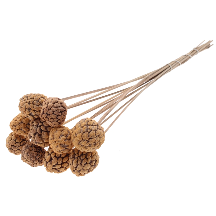 <h4>Atta Fruit on stem Intense Frosted Salmon</h4>