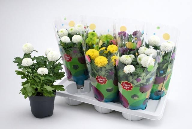 <h4>CHRYS FP GEM</h4>