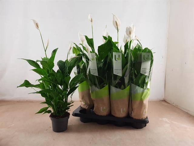 <h4>SPATH STRAUSS</h4>