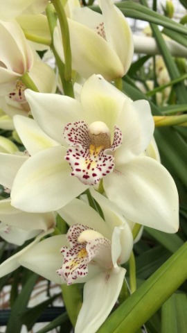 <h4>CYMB MI IRIS Leekade X4</h4>