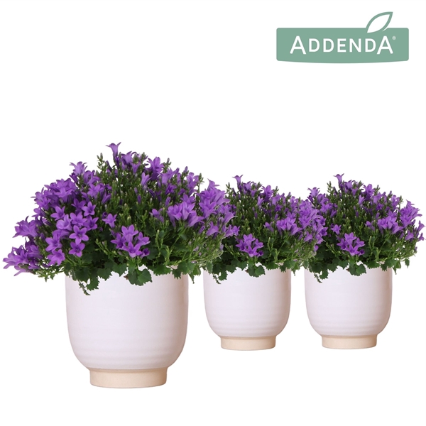 <h4>Campanula Addenda Ambella Intense purple in Glazed pot white</h4>
