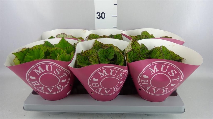 <h4>Begonia BD rex 'Lime Fever'</h4>