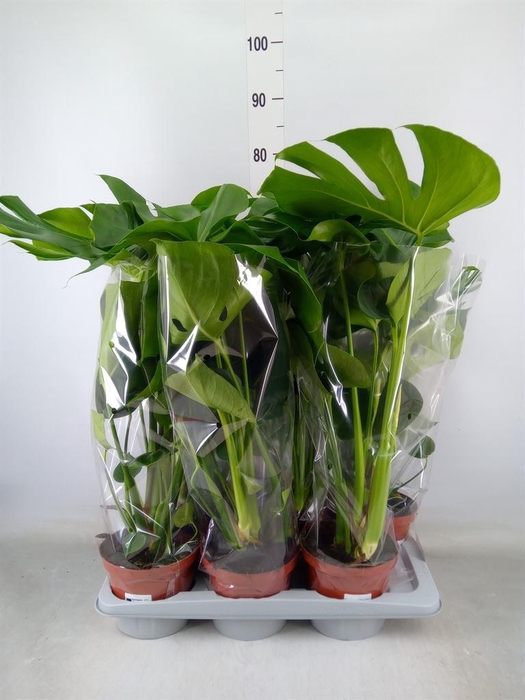 <h4>Monstera delic.</h4>