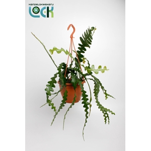 Epiphyllum Anguliger