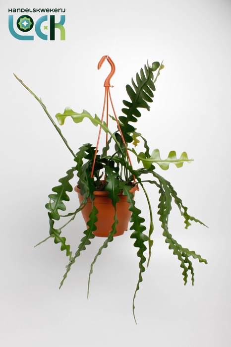 <h4>Epiphyllum Anguliger</h4>