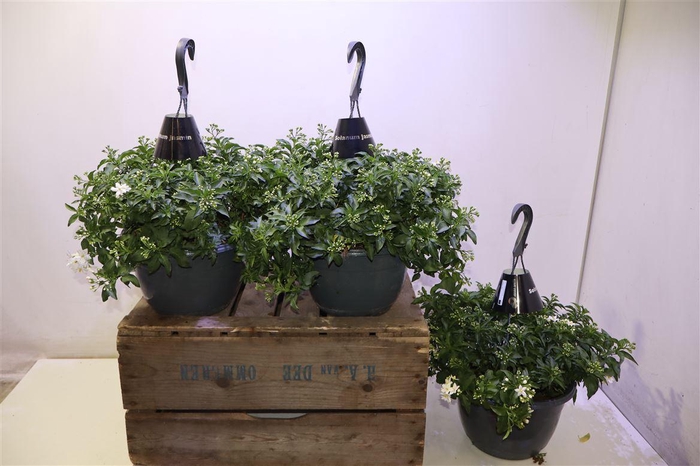 <h4>Solanum Jasminoides</h4>