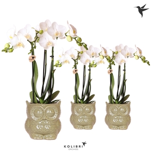 Kolibri Orchids Phalaenopsis white 3 spike in Owl pot green