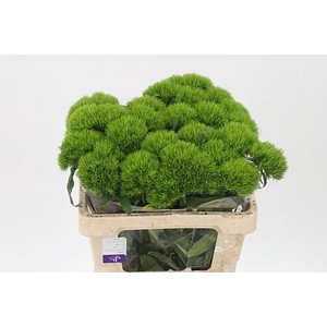 Di Barb Green Wicky X40