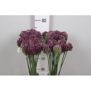 Allium Pink Lady