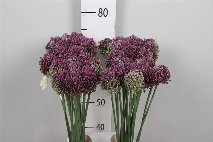 <h4>Allium Pink Lady</h4>