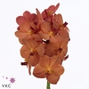VANDA NA PEACH MANGO