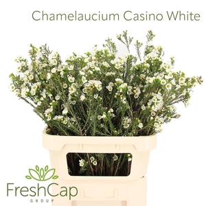 Chamelaucium Casino White