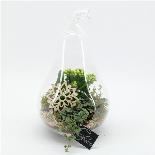 <h4>ESCR-2503W Essentials terrarium</h4>