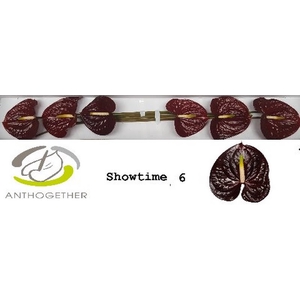 Anth A Showtime 13 cm X6 Oosterzon