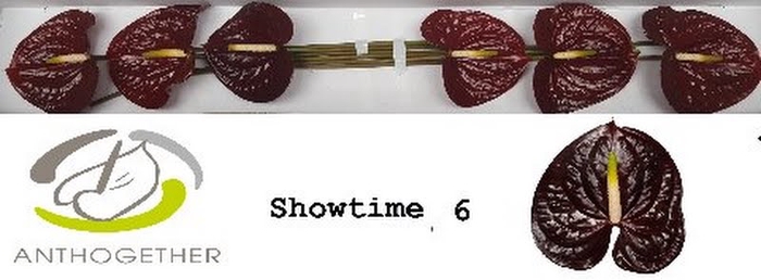 <h4>Anth A Showtime 13 cm X6 Oosterzon</h4>