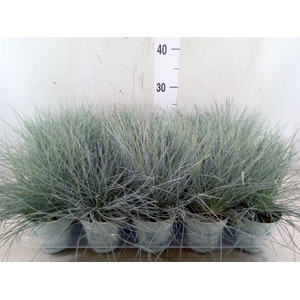 Festuca glauca 'Compacta Blue'