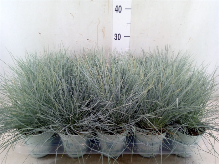 <h4>Festuca glauca 'Compacta Blue'</h4>