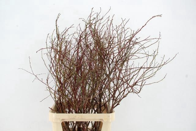 <h4>VACCINIUM(BOSBES) ROOD PER STEM 100/120CM</h4>