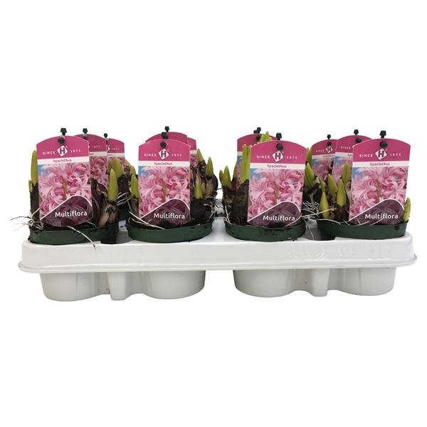 <h4>Multiflora Pink 9 cm.</h4>