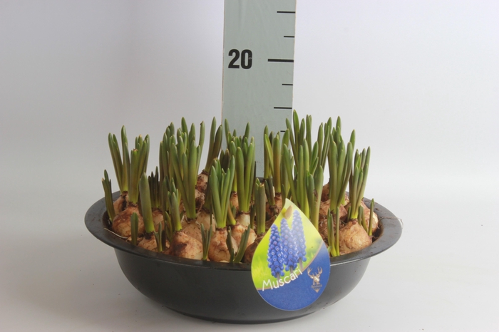 <h4>Arr Muscari</h4>