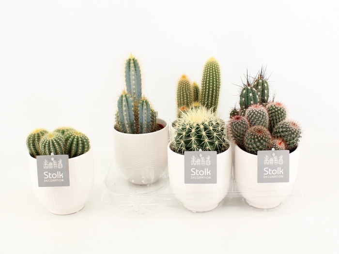 <h4>Cactus Gemengd Keramiek Liv</h4>