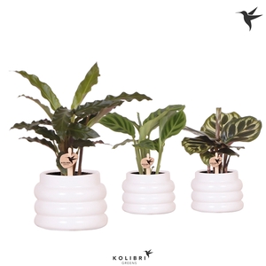 Kolibri Greens Calathea mix in Bubble pot white