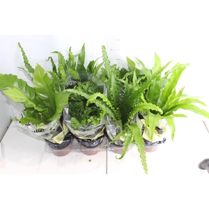 ASPLENIUM VARIADO P14
